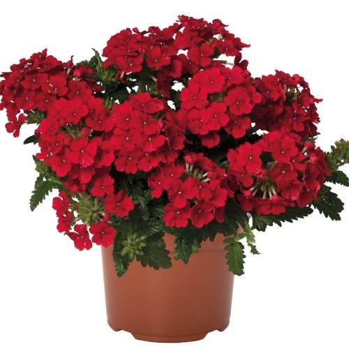 Verbena 'Lindolena Red' - Aed-raudürt 'Lindolena Red' ampel